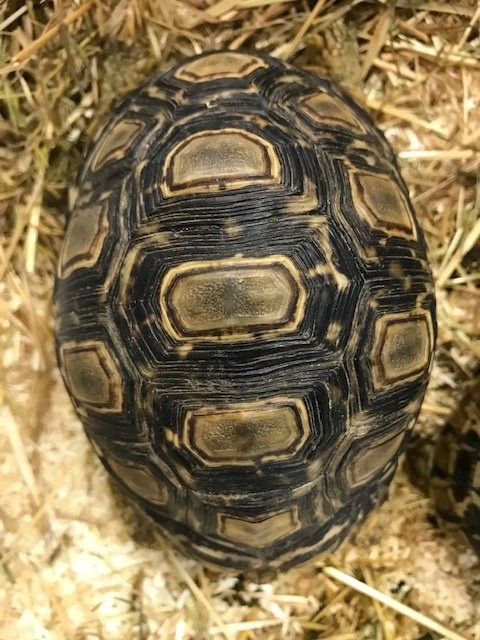 Leopardskildpadde (Geochelone pardalis Pardalis)